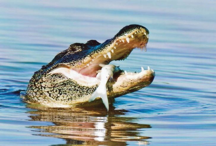American Alligator