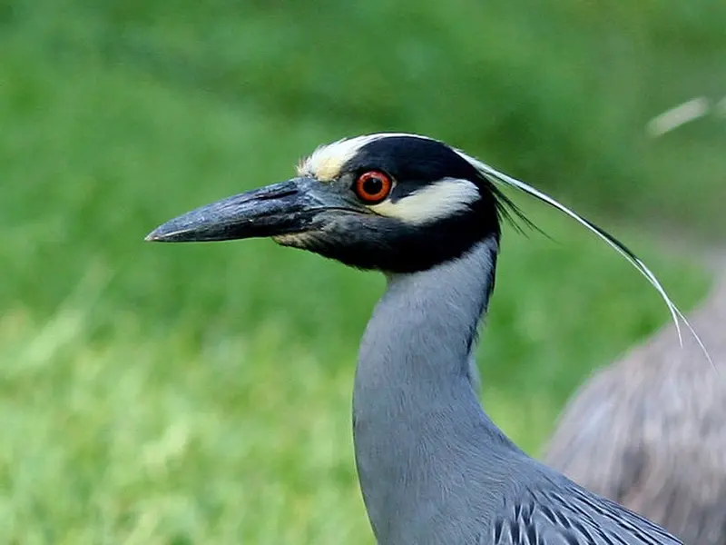 Wide Variety of Birds