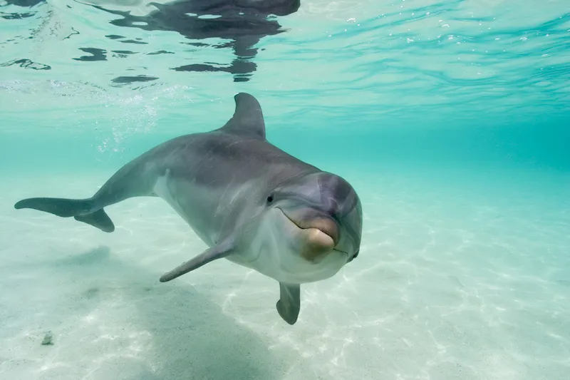 Bottlenose Dolphins