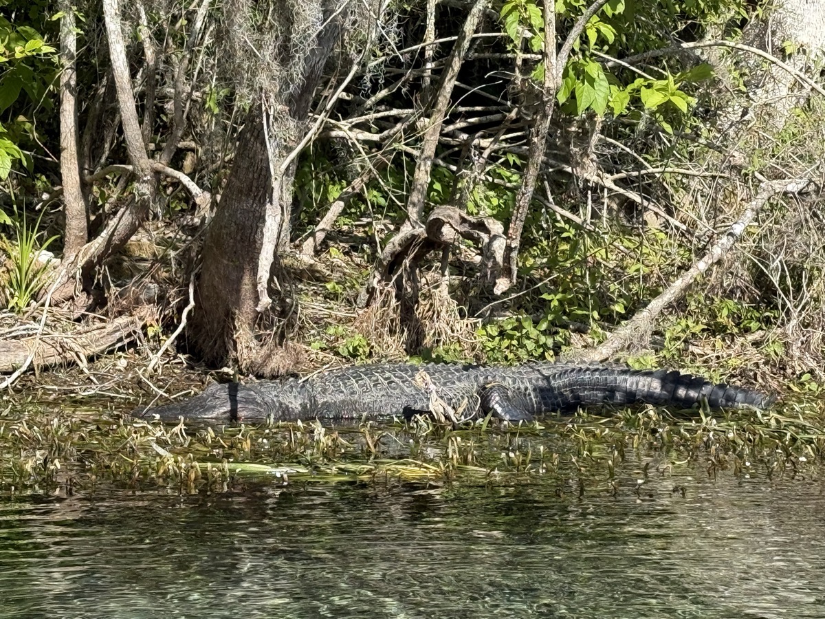 Silver Springs