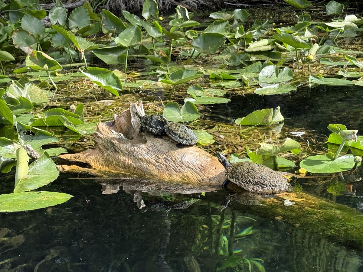 Canoe Rentals