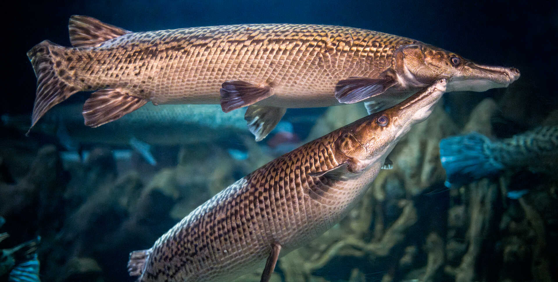 Prehistoric Gar
