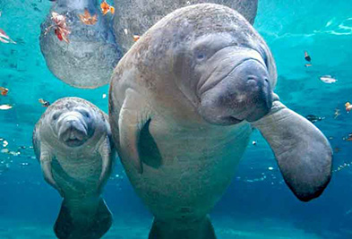 West Indian Manatee