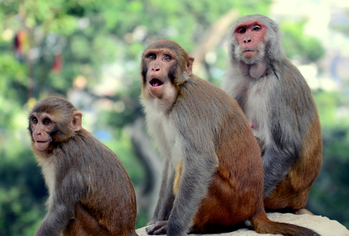 Rhesus Macaque Monkeys