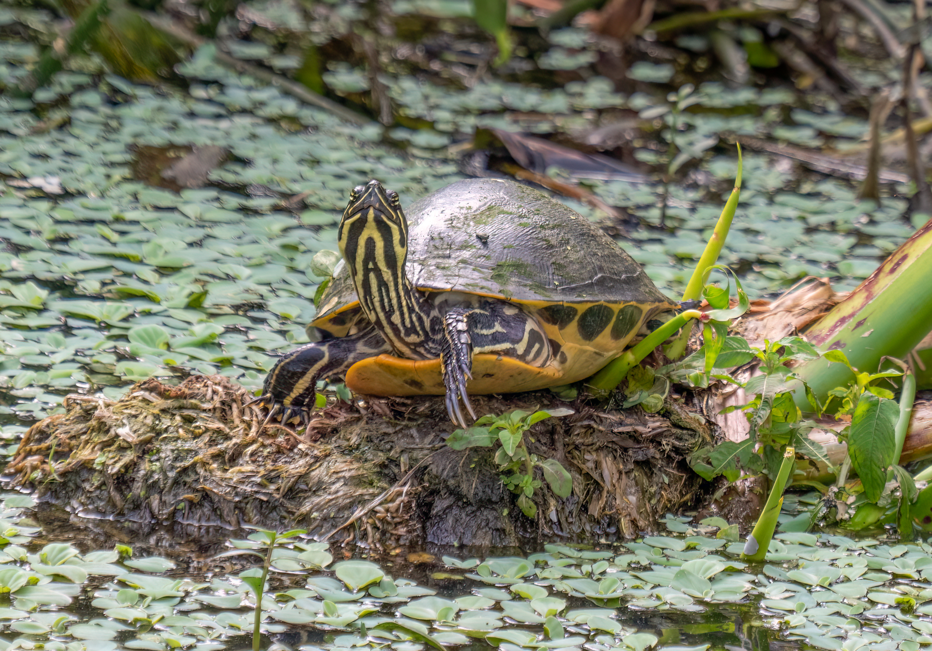 Wide Variety of Turtles